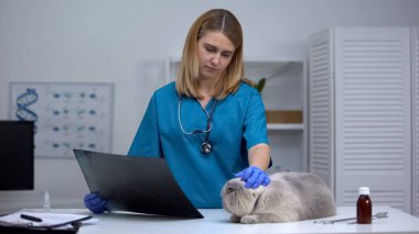 Kadın veteriner ne yazık ki kedi x-ray tutan bakıyor, ölümcül hasta evcil hayvan