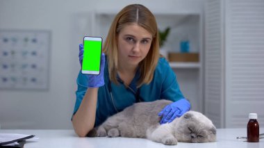 Kedi ile kadın veteriner gösteren telefon, evcil hayvan sağlığı uygulaması, online aşı kaydı
