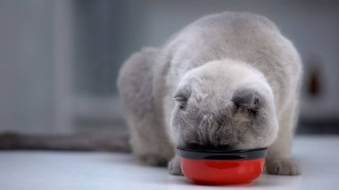 İskoç kat kedi evcil hayvan zenginliği, kalın sağlıklı kürk için vitamin lezzetli gıda yeme