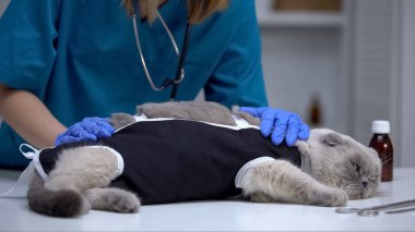 Veterinary surgeon checking bandage on cat stressed after spaying, castration clipart