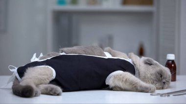Depressed cat in bandage lying in vet clinic, recovery after surgical castration clipart