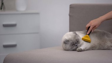 Özel deshedding aracı ile el tarama kedi, kalıplama sezonunda evcil hayvan bakımı