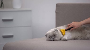 Kanepede yatan özel dökülme aracı ile el okşayarak tembel kedi, evcil hayvan bakımı