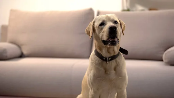 Beautiful Golden Retriever Dog Patiently Sitting Sofa Waiting Owner — Stock Photo, Image