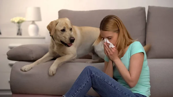 Mulher Sentada Perto Labrador Cão Espirros Tecido Alergia Pele Histamínico — Fotografia de Stock