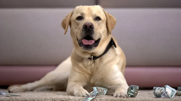 Divertido Perro Pedigrí Acostado Cerca Billetes Dólar Desgarrado Casa Mascota — Foto de Stock