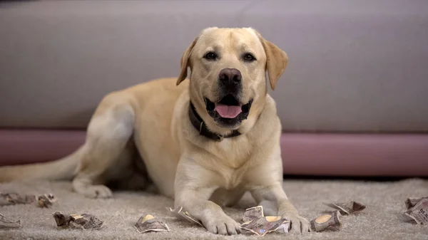 Забавная Собака Лабрадор Лежащая Возле Разорванных Японских Иен Банкнот Плохое — стоковое фото
