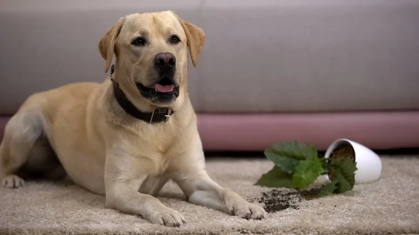 宠物行为不端 有趣的拉布拉多猎犬躺在破碎的盆栽植物附近 — 图库照片