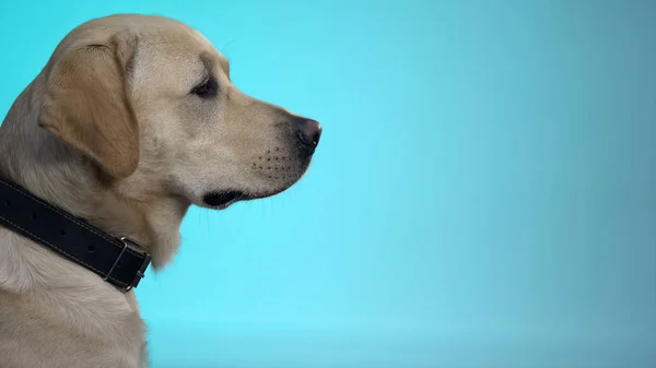 Симпатичный Лабрадор Ретривер Собака Изолированы Синем Фоне Статистический Шаблон Объявление — стоковое фото