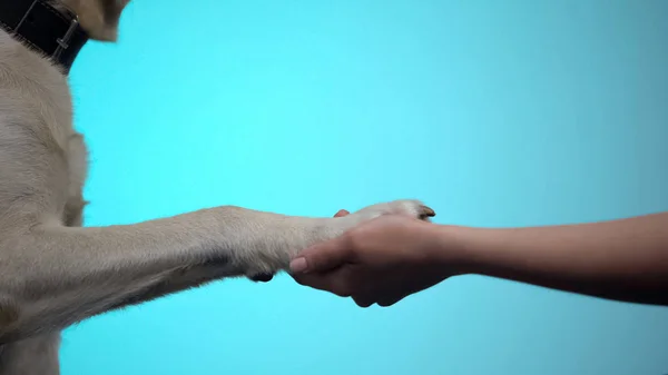 女性手抱着狗爪对蓝色背景 帮助宠物志愿者计划 — 图库照片