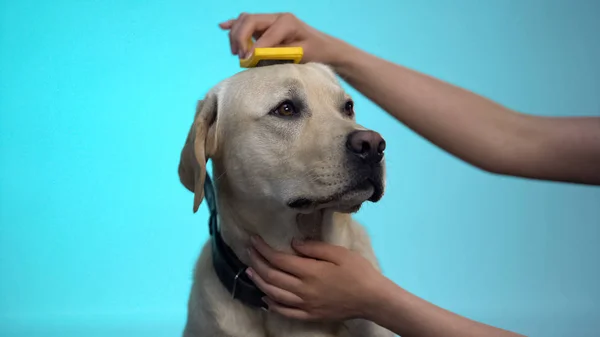 Caring Owner Combing Labrador Dog Fur Grooming Equipment Cleaning Slicker — Stock Photo, Image