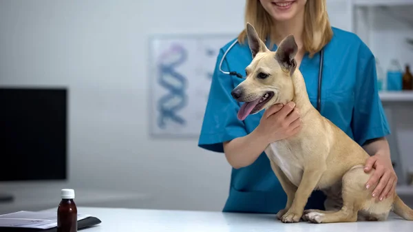 Veterinário Feminino Profissional Segurando Pequeno Cão Exame Clínico Animal — Fotografia de Stock