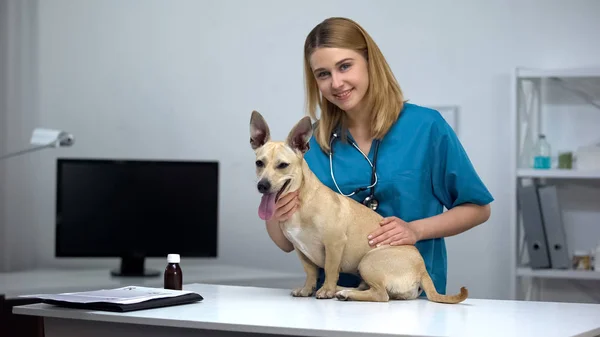 女兽医用听诊器抚摸可爱的狗动物诊所检查 — 图库照片
