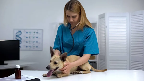 Veterinário Experiente Verificar Saúde Cão Com Estetoscópio Exame Físico Animal — Fotografia de Stock