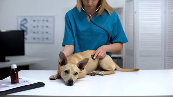 Veterinário Profissional Examinando Cão Com Estetoscópio Exame Clínico Animal — Fotografia de Stock