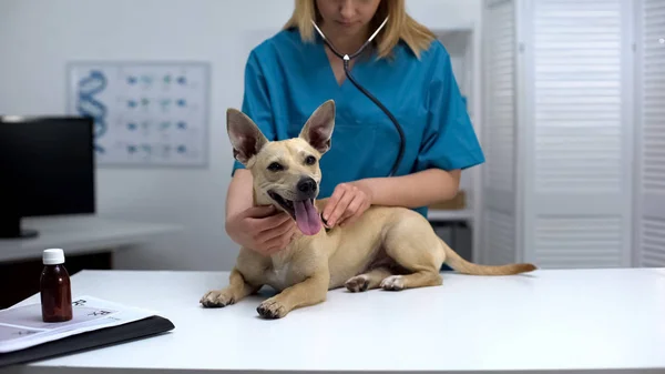 Veterinário Cão Examinando Com Estetoscópio Cuidados Com Animais Ajuda Animal — Fotografia de Stock
