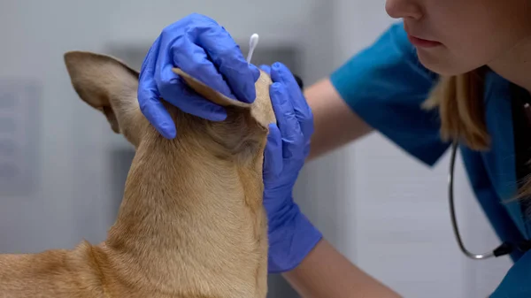 Επαγγελματίας Κτηνίατρος Καθαρισμός Αυτιών Σκύλων Από Βαμβακερό Μάκτρο Διαδικασία Υγιεινής — Φωτογραφία Αρχείου
