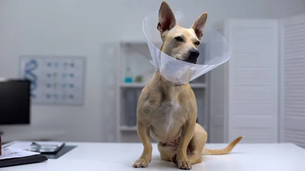 Cão Engraçado Cone Estimação Sentado Mesa Clínica Veterinária Reabilitação Após — Fotografia de Stock