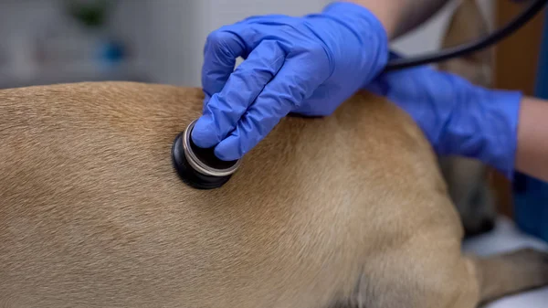 Terapeuta Veterinário Examinando Cão Com Estetoscópio Clínica Animal Cuidados Saúde — Fotografia de Stock