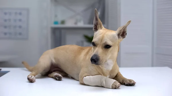 Injured Dog Wrapped Paw Lying Animal Clinic Table First Aid — Stock Photo, Image