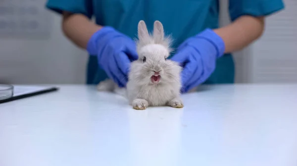 Bonito Coelho Bocejando Enquanto Veterinário Fazendo Exame Saúde Acariciando Animal — Fotografia de Stock