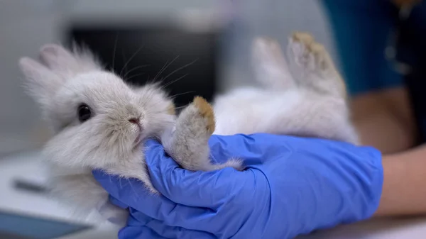 Tierarzt Untersucht Kaninchenfuß Auf Verstauchungen Diagnose Pododermatitis Arthritis — Stockfoto
