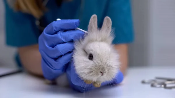 Krankenschwester Reinigt Kaninchenohren Mit Wattestäbchen Routinemäßige Haustierpflege Hygienischer Eingriff — Stockfoto
