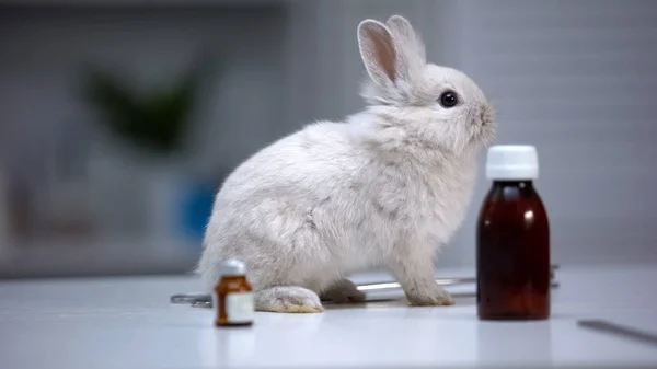 Niedlicher Hase Sitzt Auf Tierarzttisch Zwischen Medizinflaschen Tierarztpraxis Anzeige — Stockfoto