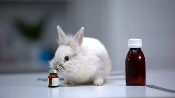 Entzückende Kaninchen Schnüffeln Medikamentenflaschen Impfstoffentwicklung Für Tiere — Stockfoto