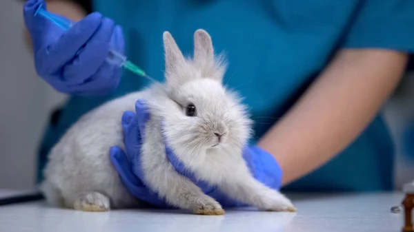 Tierarzt Gibt Kaninchen Handspritze Haustierimpfung Gegen Tollwut Tetanus — Stockfoto