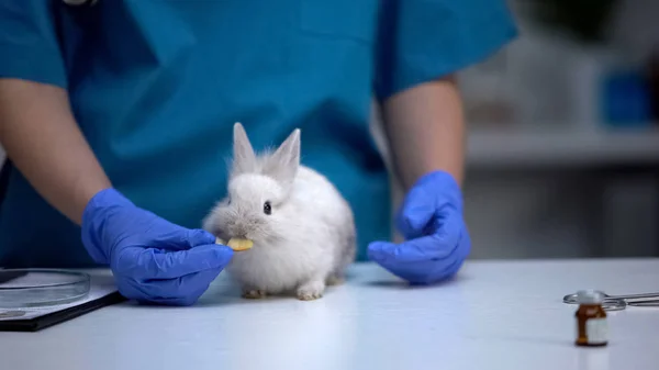 Очаровательный Кролик Ест Яблоко Ветеринарных Рук Органическая Здоровая Пища Домашних — стоковое фото