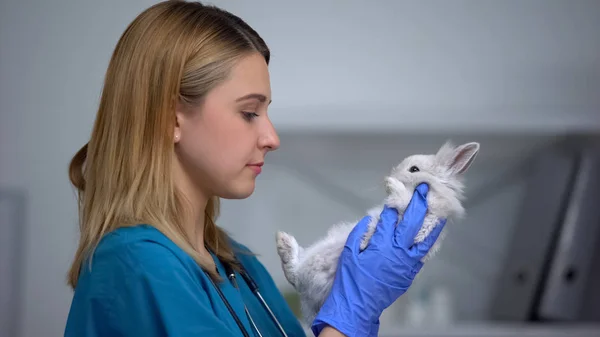 Atento Veterinario Femenino Examinando Conejito Control Atención Médica Mascotas Clínica — Foto de Stock