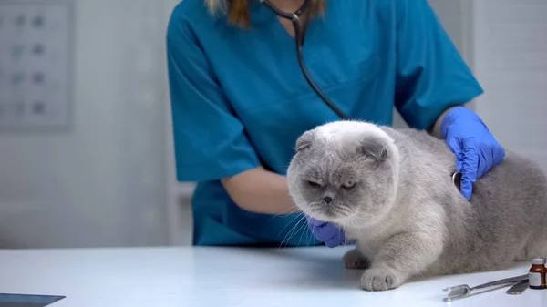 Vet Listening Cat Stomach Stethoscope Risk Hairball Lung Disease — Stock Photo, Image