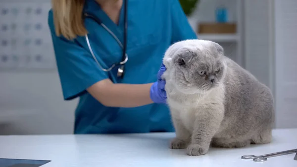 Veterinaria Accarezzando Gatto Stressato Calmante Animale Domestico All Esame Fisico — Foto Stock