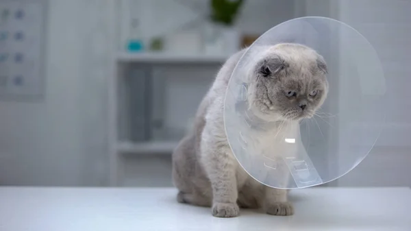 Gato Cone Colar Olhando Nervoso Após Spaying Cone Plástico Desconfortável — Fotografia de Stock