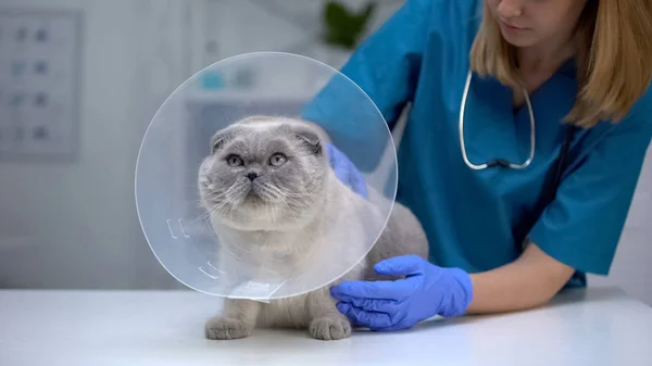 Veterinário Fêmea Acariciando Gato Estressado Colar Cone Recuperação Após Cirurgia — Fotografia de Stock