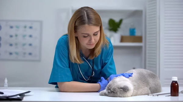 Kedi Okşayen Hemşire Veteriner Hastanesinde Sağlıklı Yaşam Kontrolü Evcil Hayvan — Stok fotoğraf