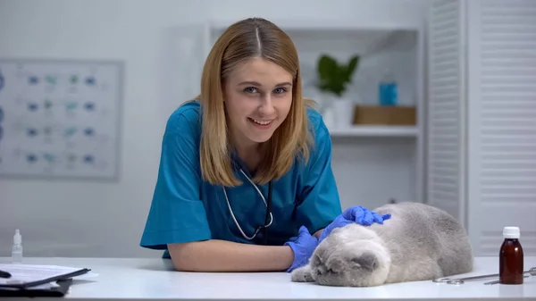 Amigável Vet Acariciando Gato Sorrindo Câmera Médico Estimação Profissional Atencioso — Fotografia de Stock