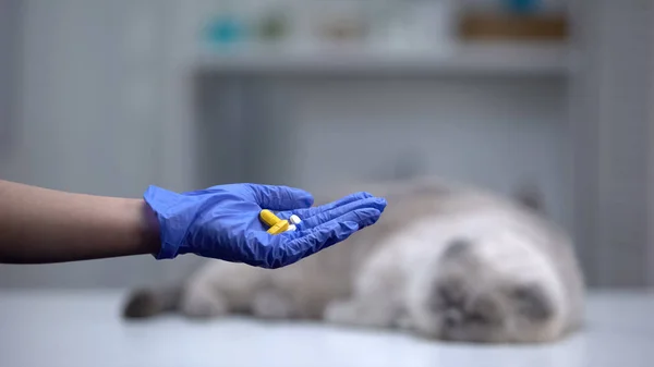 Mão Luva Mostrando Pílulas Vitaminas Para Animais Estimação Gato Cinza — Fotografia de Stock