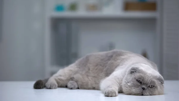 Godny Podziwu Kot Leżący Wygodnie Pulchny Zwierzak Zadbane Futro Reklama — Zdjęcie stockowe