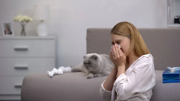 Mulher Espirrando Alergia Gato Dobra Escocesa Sentado Sofá Histamínicos — Fotografia de Stock