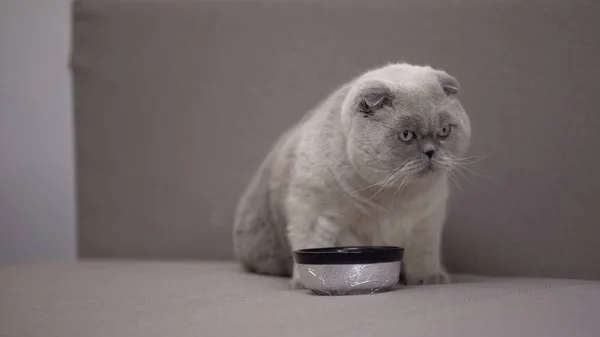 Sevimli Gri Kedi Oturma Kase Evcil Hayvan Için Sağlıklı Dengeli — Stok fotoğraf