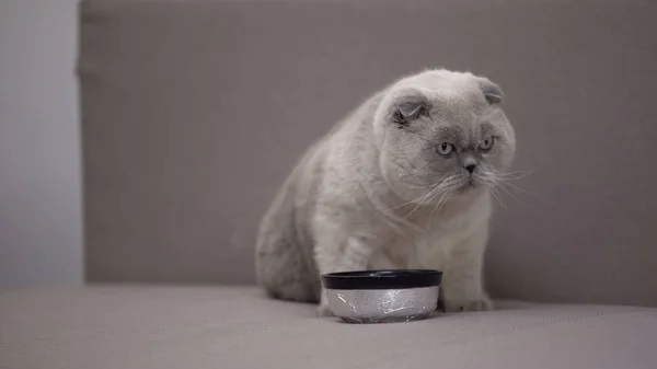 Adorable Cuenco Gato Gris Nutrición Equilibrada Saludable Para Mascotas Apetito — Foto de Stock