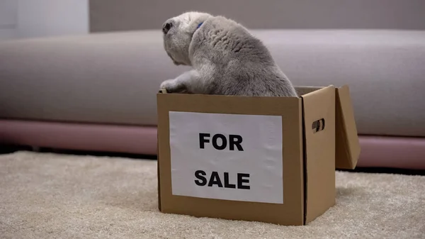 Erwachsene Katze Zum Verkauf Die Aus Der Box Kommt Sich — Stockfoto