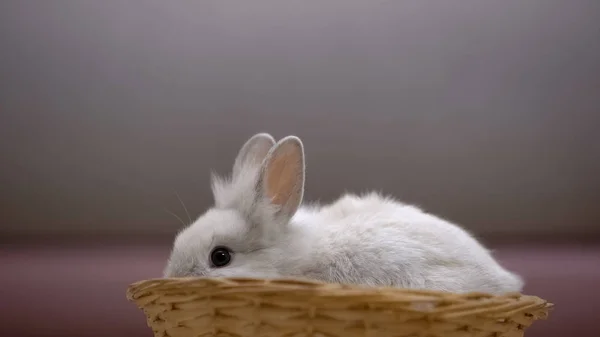 Очаровательный Белый Кролик Сидит Корзине Выставка Животных Благотворительный Фонд Домашних — стоковое фото