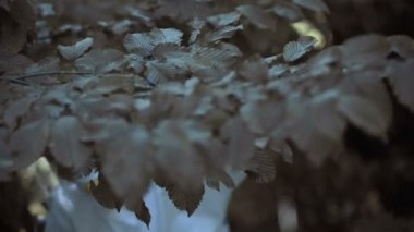 Ormanı ve ekosistem araştırmalarını inceleyen meraklı kadın bilim adamı koruyucu üniforması