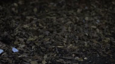 Plastik çöplük ormanı, doğa koruma, aşırı tüketim, ekoloji