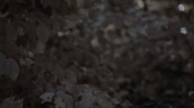 Tek kullanımlık bardaklar ve çantalar orman zeminleri, çevre kirliliği, çöplük