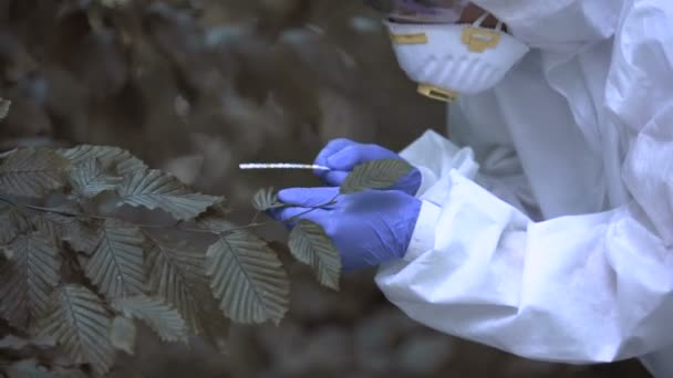Исследователь, анализирующий цвет радиоактивных листьев, уровень загрязнения, отравление лесов — стоковое видео