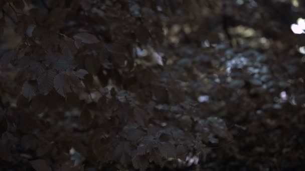 Plastic bag falling down on litter landfill in forest, global ecological problem — Stock Video